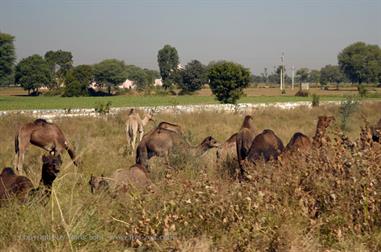 01 PKW-Reise_Jaipur-Fatehpur_Sikri_DSC5364_b_H600